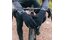 GRIPGRAB Waterproof Knitted Winter Langfinger Handschuhe