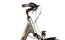 Carver Cityzen 130 - 28 Zoll - Tiefeinsteiger - 2024