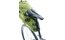 deuter Mondego SB 16