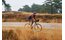 Vaude Trailsaddle II